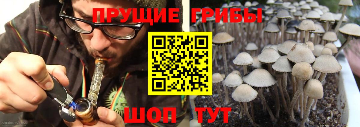 Псилоцибиновые грибы Psilocybe Вольск